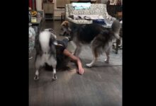 Photo of Stăpâna a căzut în leșin: Își testa câinii la sensibilitate – Video